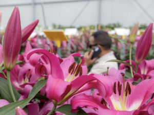 Leliesector bloeiend in beeld tijdens Dutch Lily Days