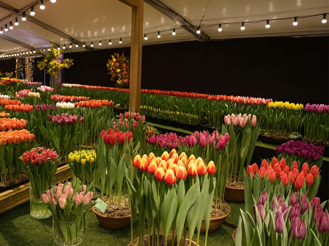 Het laatste nieuws uit de bloembollen- en vasteplantensector 