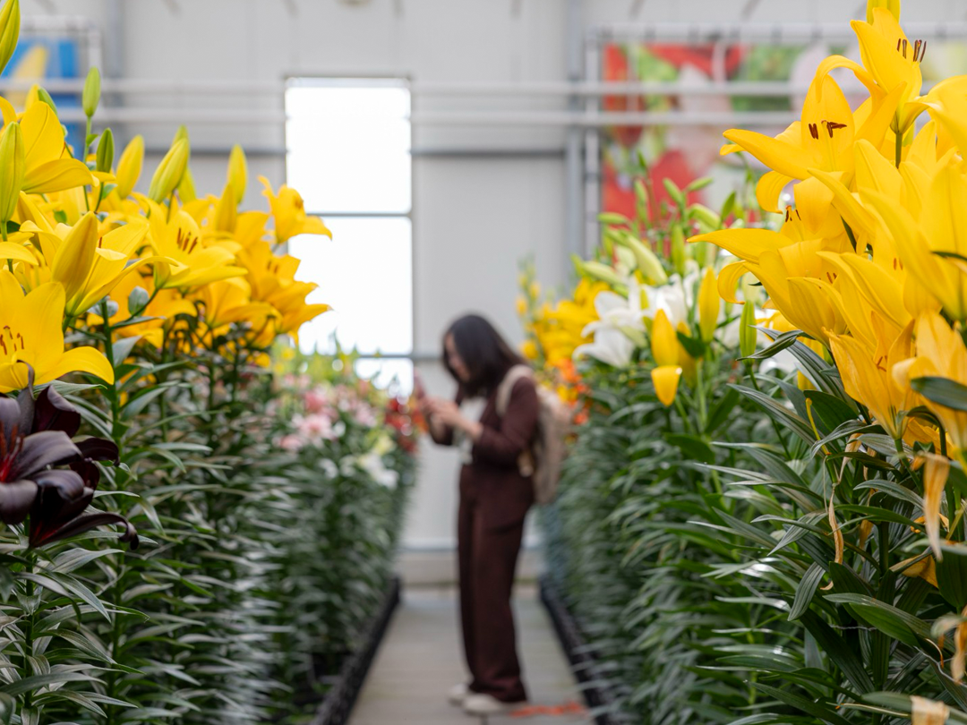 Veertiende editie Dutch Lily Days vindt plaats van 2 tot en met 5 juni