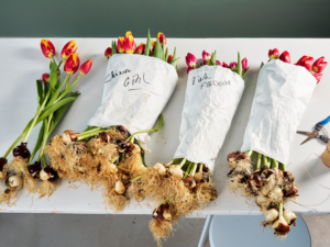 Opening bij Boots Flowerbulbs vormt aftrap van Tulip Trade Event
