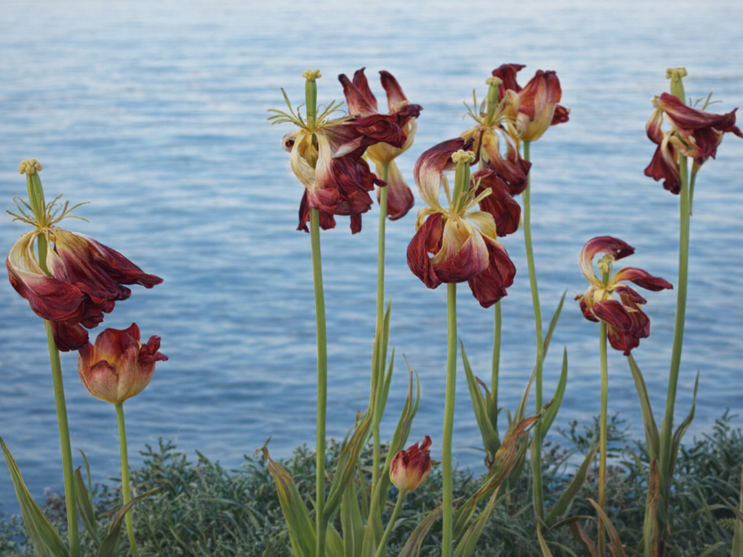 Updates uit de tuinbouw en veeteelt: het laatste nieuws