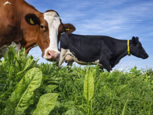 Het laatste nieuws in de tuinbouw & veeteelt sector: Maart