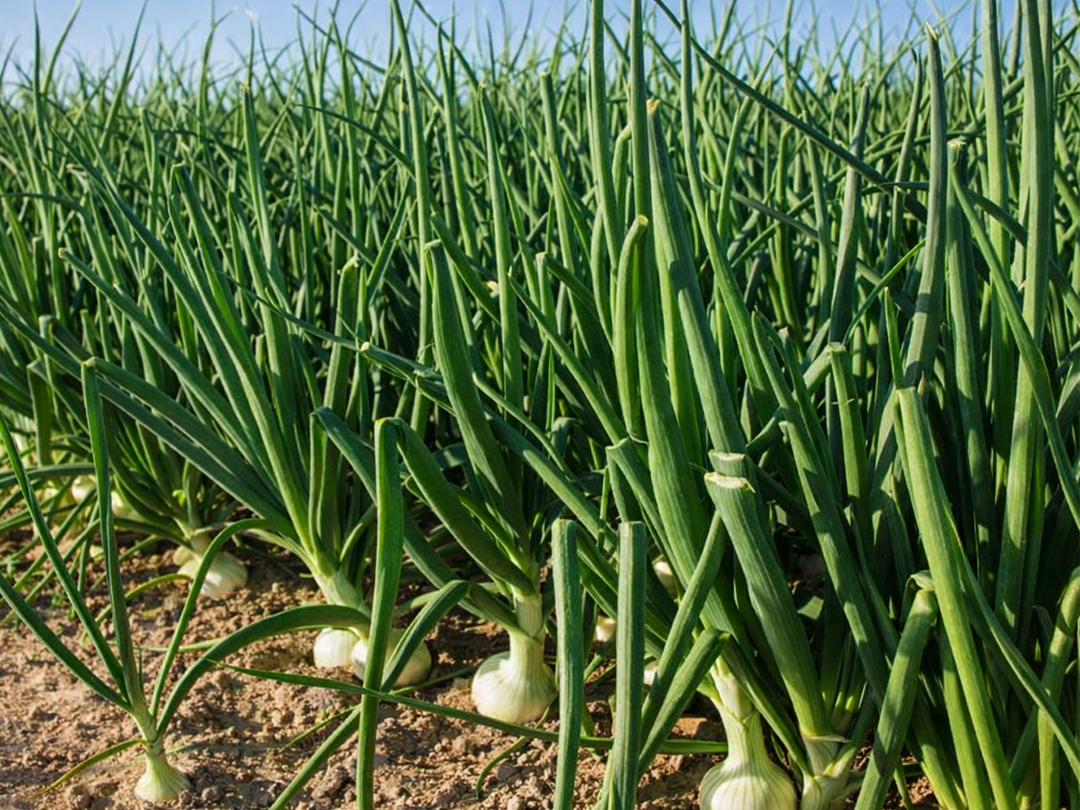 Het laatste nieuws uit de veeteelt en landbouw sector van mei